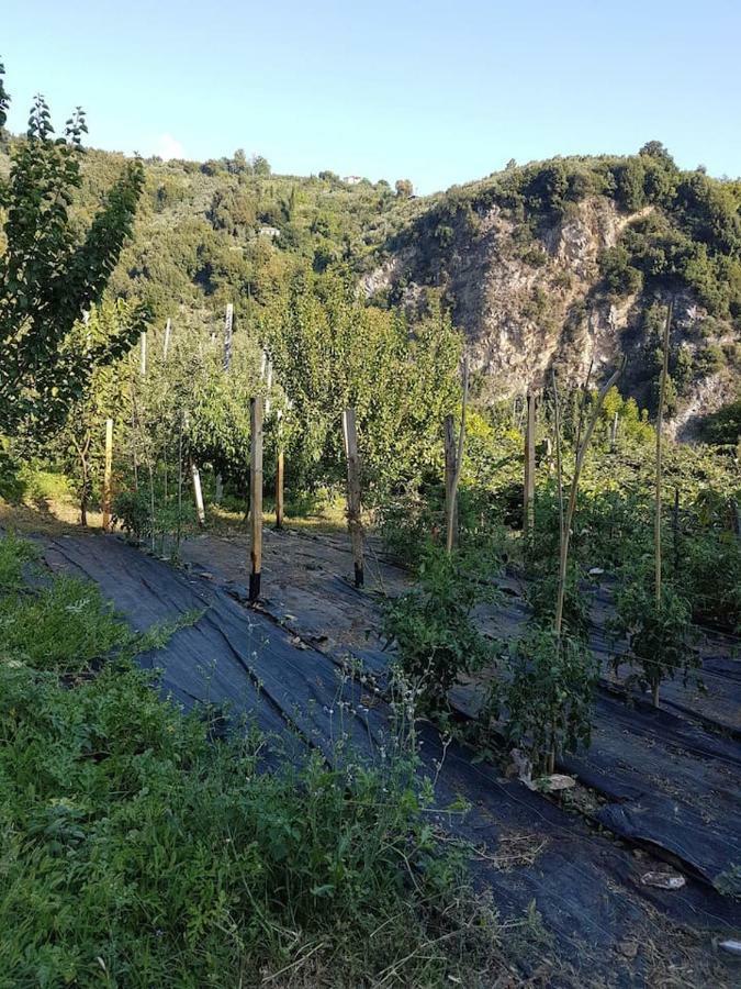 Εξοχικό Διονύσης Βίλα Χορευτό Εξωτερικό φωτογραφία