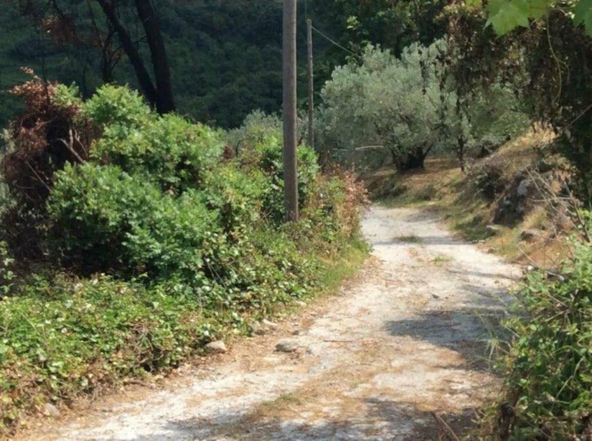 Εξοχικό Διονύσης Βίλα Χορευτό Εξωτερικό φωτογραφία